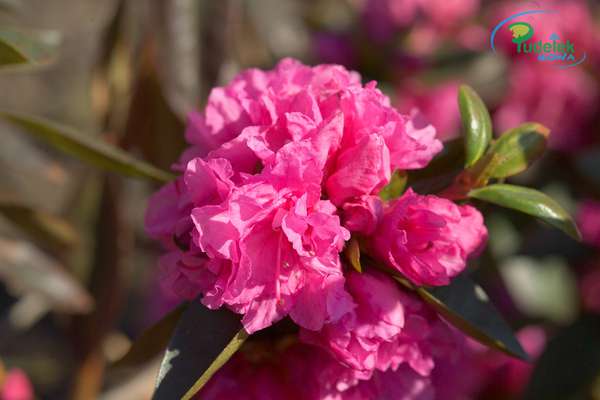 Rhododendron Staccato